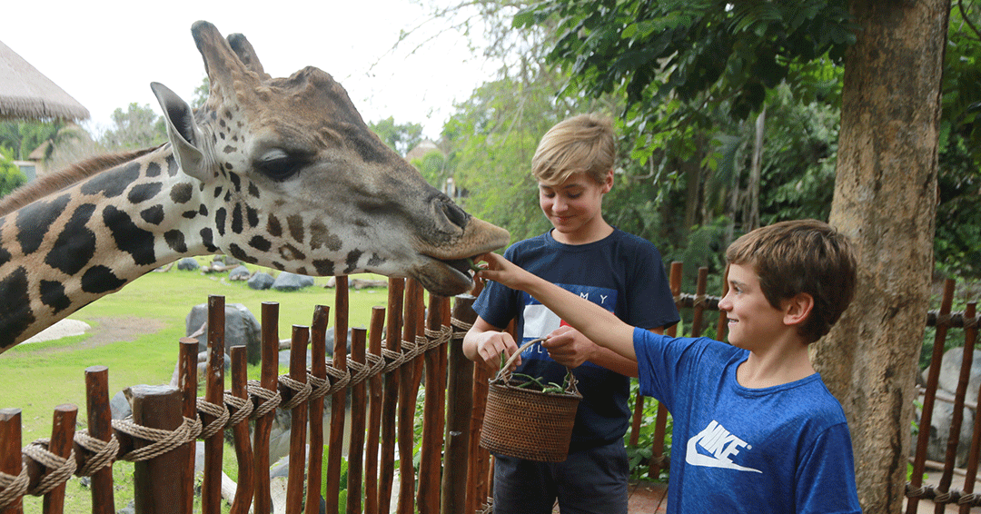 Safari Explorer (Child) - Domestic